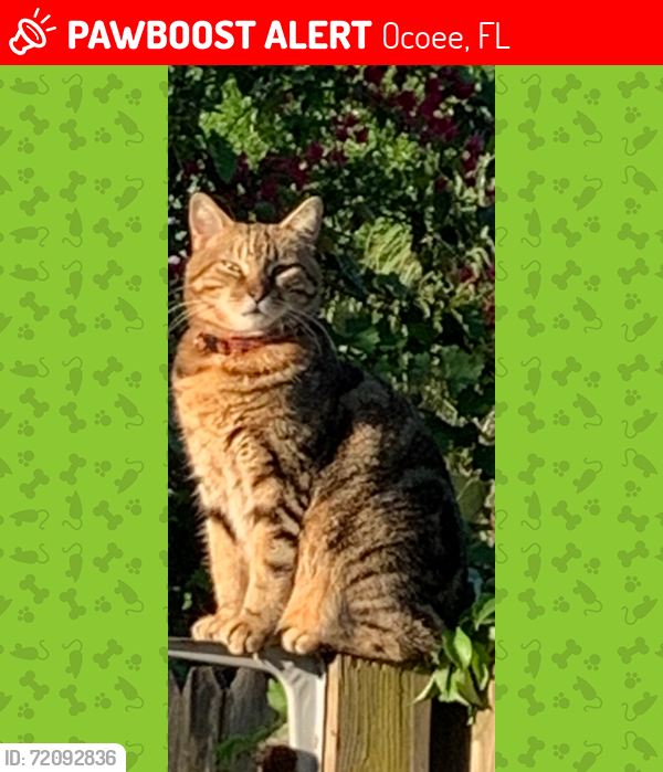 Lost Female Cat last seen Silver Star and Clarke Rd, Ocoee, FL 34761