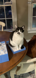 Lost Female Cat last seen Harts Ln, Simpsonville, SC 29681