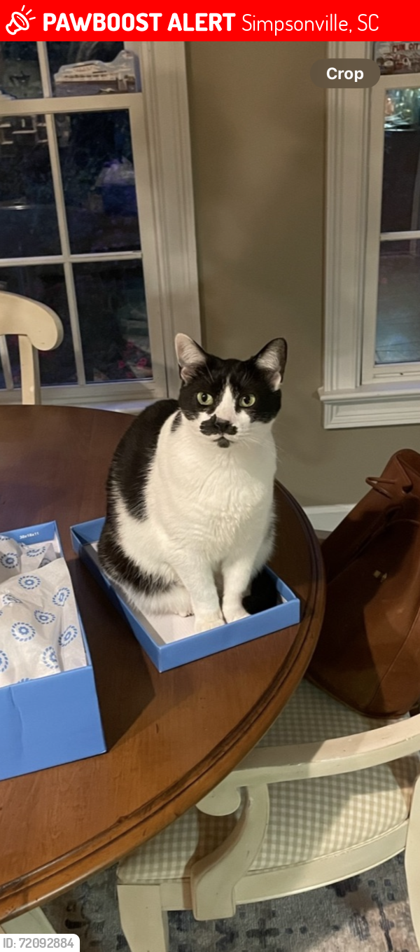 Lost Female Cat last seen Harts Ln, Simpsonville, SC 29681
