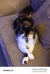 Lost Female Cat last seen Devon oak, apppka, Apopka, FL 32712