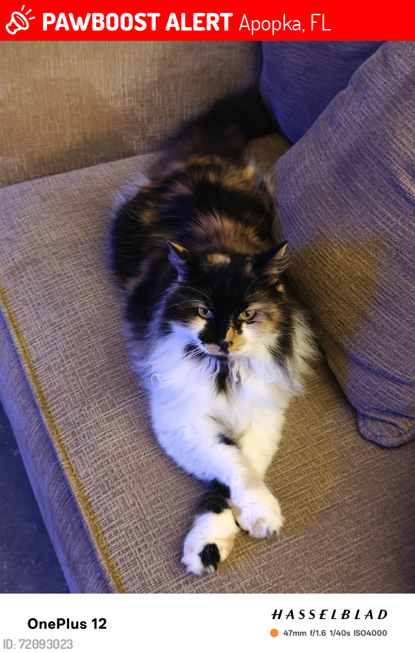 Lost Female Cat last seen Devon oak, apppka, Apopka, FL 32712