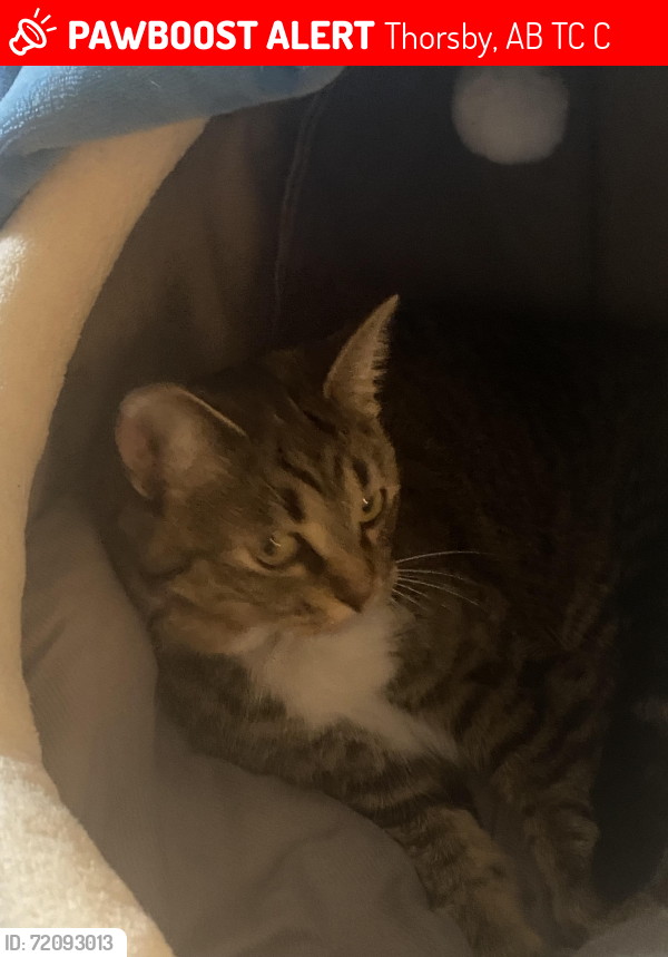 Lost Female Cat last seen Near St and 49 Ave, Thorsby, AB T0C 0C5