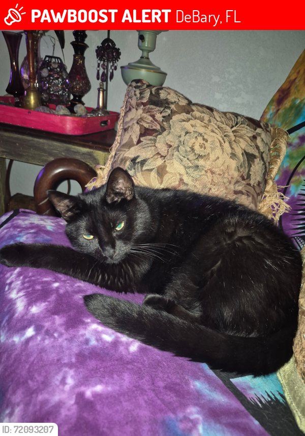Lost Female Cat last seen S Volusia and Maplehurst Ave, DeBary, FL 32763