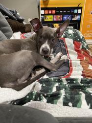 Lost Female Dog last seen Buchanan Delta fair, Antioch, CA 94509