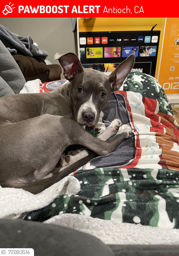 Lost Female Dog last seen Buchanan Delta fair, Antioch, CA 94509