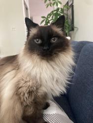 Lost Male Cat last seen Wade Road and Baker Road, Delta, BC V4E 2V8