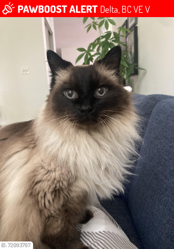 Lost Male Cat last seen Wade Road and Baker Road, Delta, BC V4E 2V8