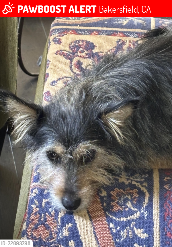 Lost Male Dog last seen Stockdale ests, Bakersfield, CA 93309