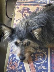 Lost Male Dog last seen Stockdale ests, Bakersfield, CA 93309