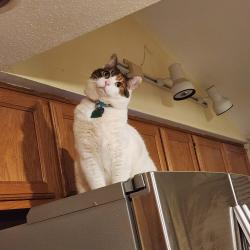 Lost Female Cat last seen 70th, Graham, WA 98338