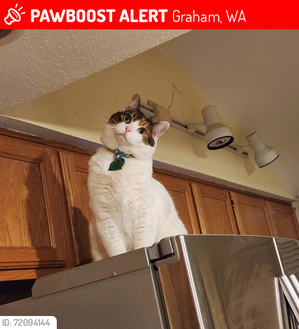 Lost Female Cat last seen 70th, Graham, WA 98338