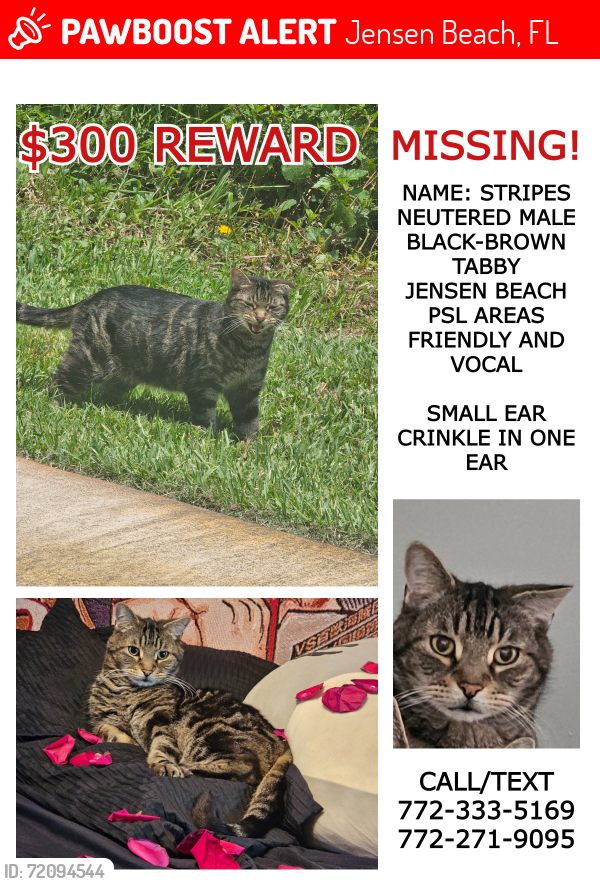 Lost Male Cat last seen Stuart pointe apmts , Jensen Beach, FL 34957