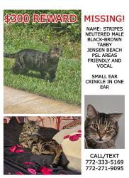 Lost Male Cat last seen Stuart pointe apmts , Jensen Beach, FL 34957