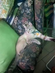 Lost Male Cat last seen Beechnut RD & Centennial DR, El Paso, TX 79912