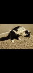 Lost Female Cat last seen Columbus Ave, Lebanon, OH 45036