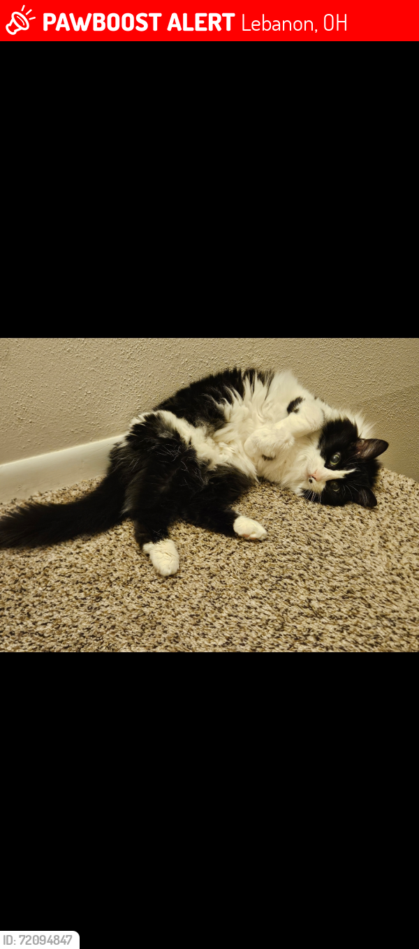 Lost Female Cat last seen Columbus Ave, Lebanon, OH 45036