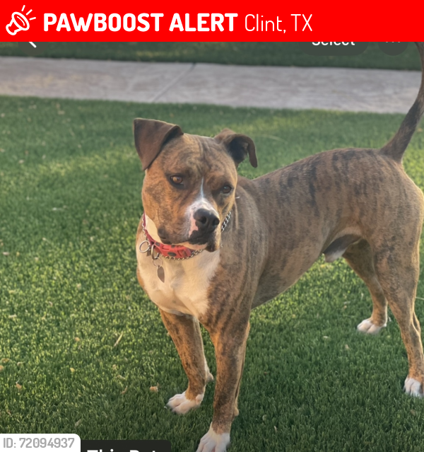 Lost Male Dog last seen Anderson rd and N Loop dr, Clint, TX 79836