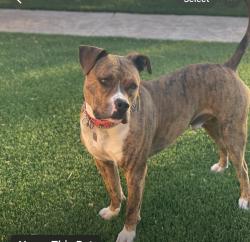 Lost Male Dog last seen Anderson rd and N Loop dr, Clint, TX 79836