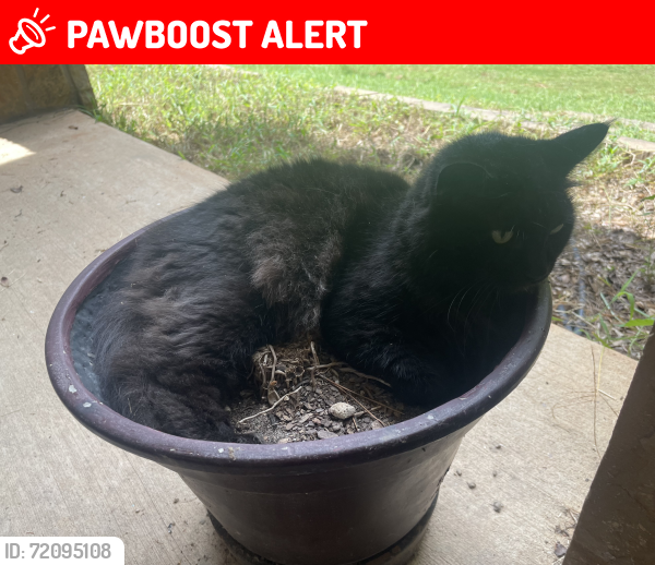 Lost Female Cat last seen Thompson road, Montgomery County, TX 77318