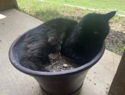 Lost Female Cat last seen Thompson road, Montgomery County, TX 77318