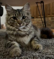 Lost Female Cat last seen Timber Ridge Dr & Harwood, Euless, TX 76039