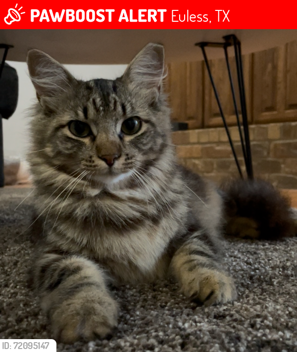 Lost Female Cat last seen Timber Ridge Dr & Harwood, Euless, TX 76039