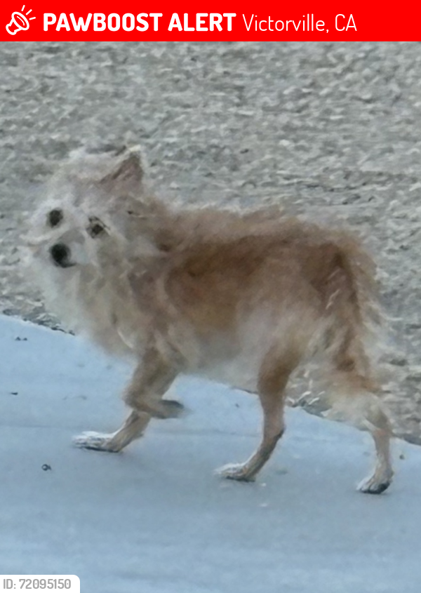 Lost Male Dog last seen Forest Meadow Ln., Ottawa, Arrowhead,& Nisqualli , Victorville, CA 92395