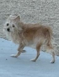 Lost Male Dog last seen Forest Meadow Ln., Ottawa, Arrowhead,& Nisqualli , Victorville, CA 92395
