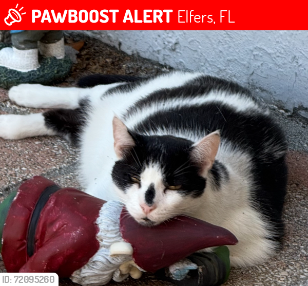 Lost Male Cat last seen Chaffey Dr and Chapman Rd, Elfers, FL 34652