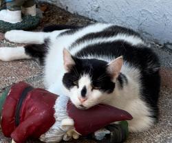 Lost Male Cat last seen Chaffey Dr and Chapman Rd, Elfers, FL 34652