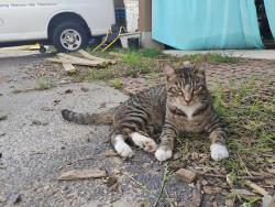 Lost Male Cat last seen Jackson Ave & Pope St, Memphis, TN 38112