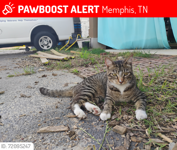 Lost Male Cat last seen Jackson Ave & Pope St, Memphis, TN 38112
