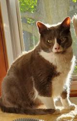 Lost Male Cat last seen Pine Point - Laurelton/ Warrenton, Springfield, MA 01109