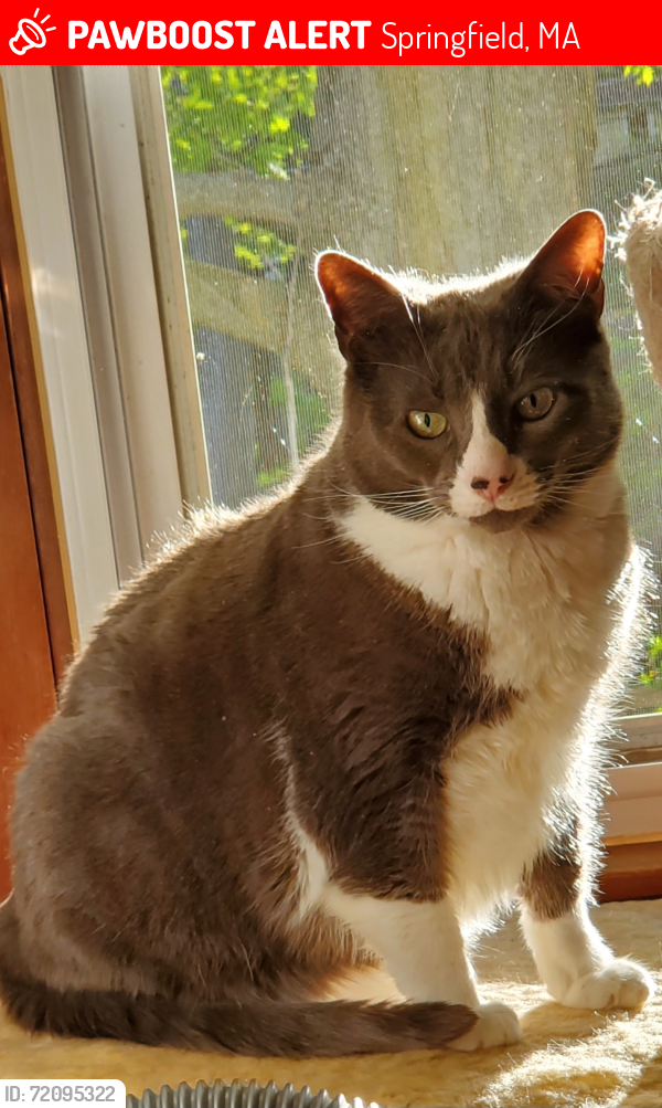 Lost Male Cat last seen Pine Point - Laurelton/ Warrenton, Springfield, MA 01109