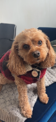 Lost Male Dog last seen Brock Street, Thomastown , Thomastown, VIC 3074