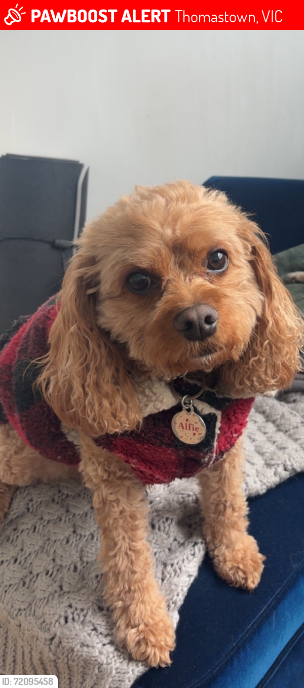 Lost Male Dog last seen Brock Street, Thomastown , Thomastown, VIC 3074