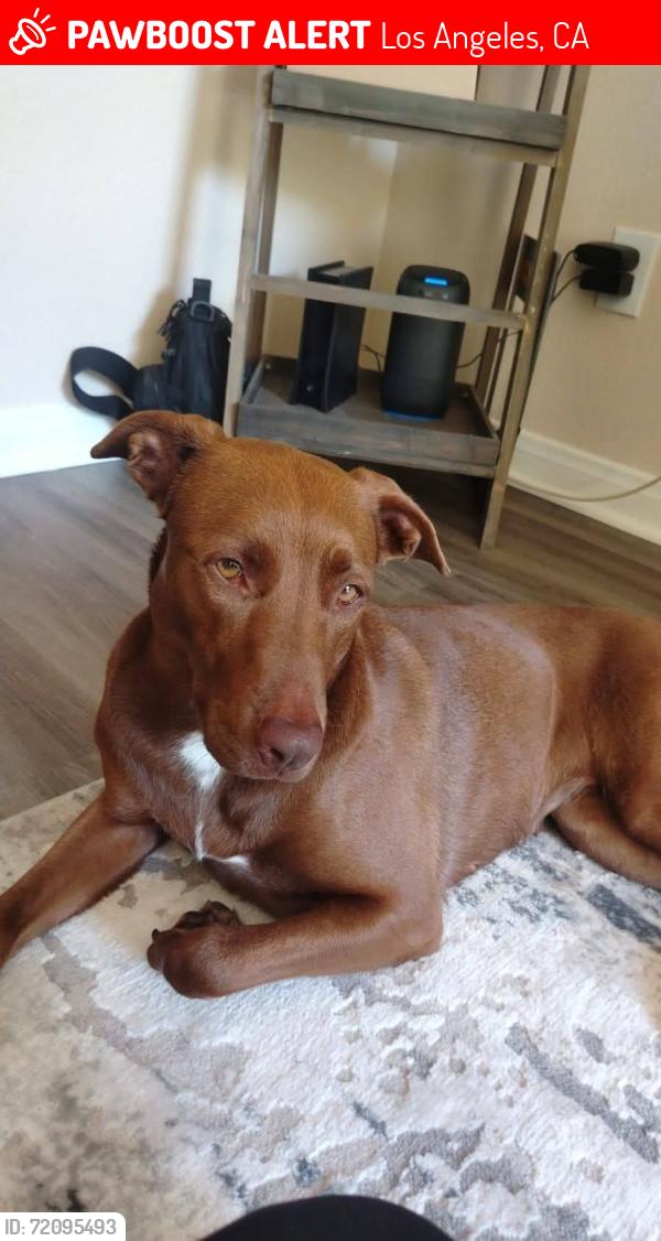 Lost Female Dog last seen Boyle Heights , Los Angeles, CA 90023