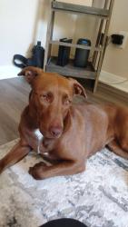 Lost Female Dog last seen Boyle Heights , Los Angeles, CA 90023