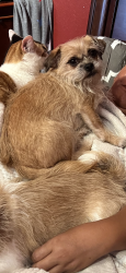 Lost Male Dog last seen MAGNOLIA AND GERTRUDE, Lynwood, CA 90262