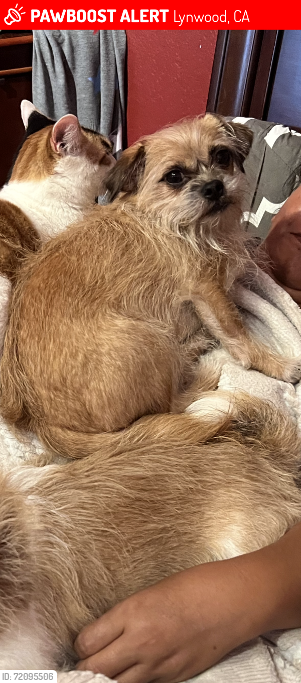 Lost Male Dog last seen MAGNOLIA AND GERTRUDE, Lynwood, CA 90262