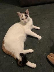 Lost Female Cat last seen Barlows close Barlows lane , Fazakerley, England L9 9HH