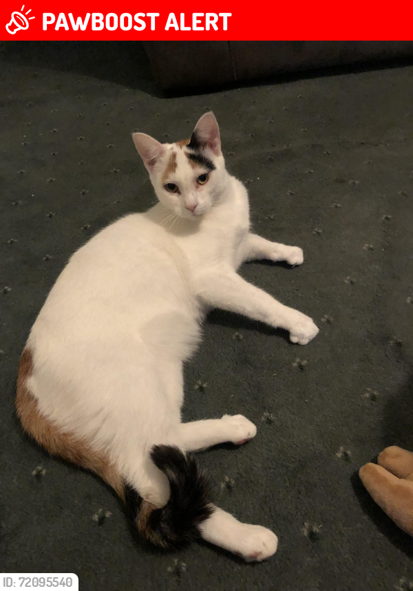 Lost Female Cat last seen Barlows close Barlows lane , Fazakerley, England L9 9HH
