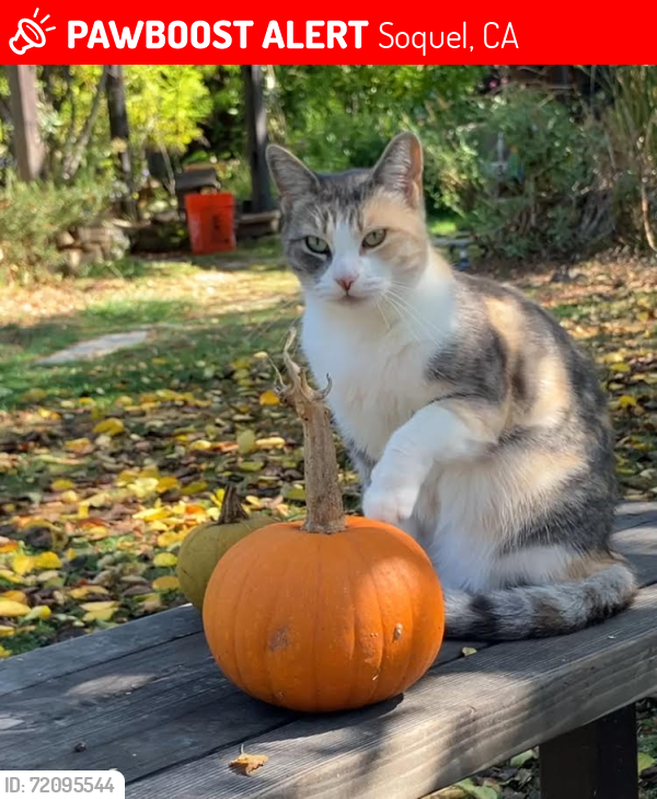 Lost Female Cat last seen Near  Restaurant, Soquel, CA 95073