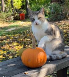 Lost Female Cat last seen Near  Restaurant, Soquel, CA 95073