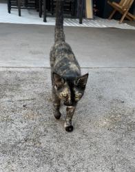 Lost Female Cat last seen Seabrook, Taylor Lake Village, TX 77586
