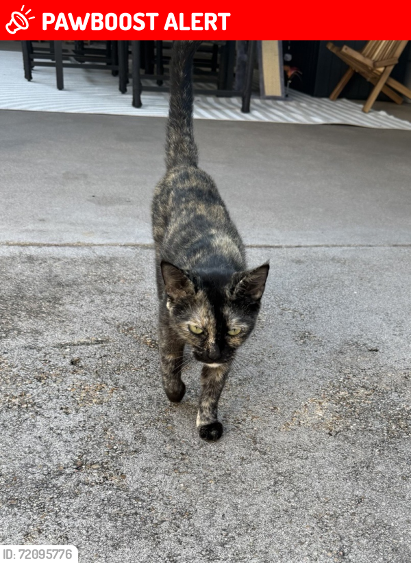 Lost Female Cat last seen Seabrook, Taylor Lake Village, TX 77586