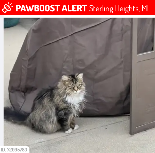 Lost Female Cat last seen Clinton river between hayes and saal, Sterling Heights, MI 48313