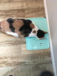 Lost Female Cat last seen Hwy 213 & hwy 211, Molalla, OR 97038