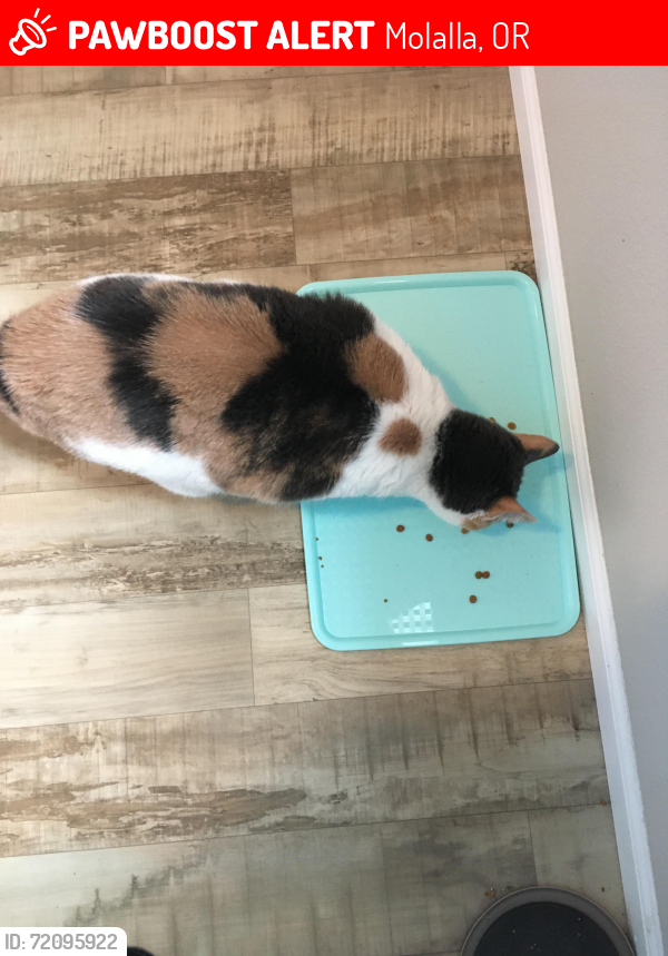 Lost Female Cat last seen Hwy 213 & hwy 211, Molalla, OR 97038