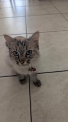 Lost Female Cat last seen Hemphill and Legato, Fort Worth, TX 76134